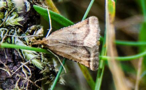 Onbekende nachtvlinder